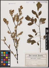 Foto von Salix aurita L. x Salix cinerea L.